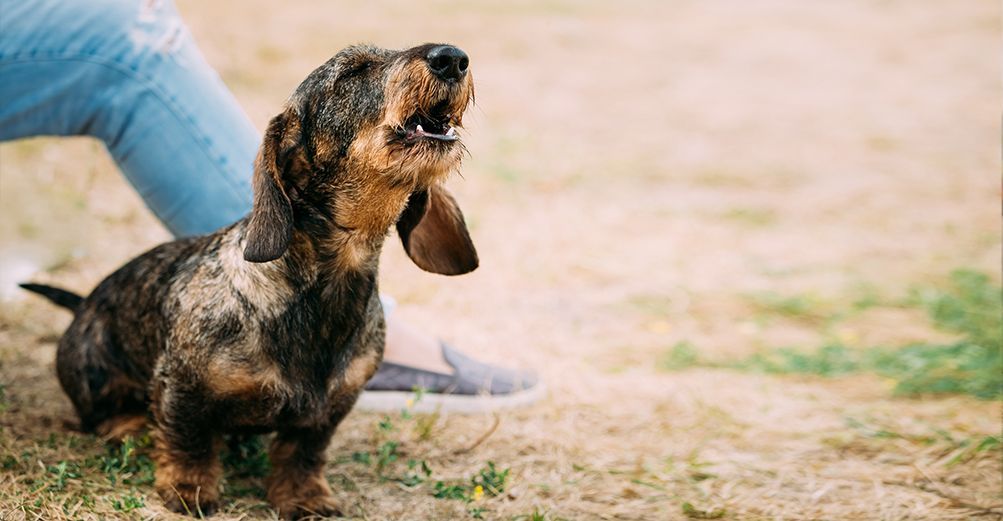 Chien qui aboie en extérieur