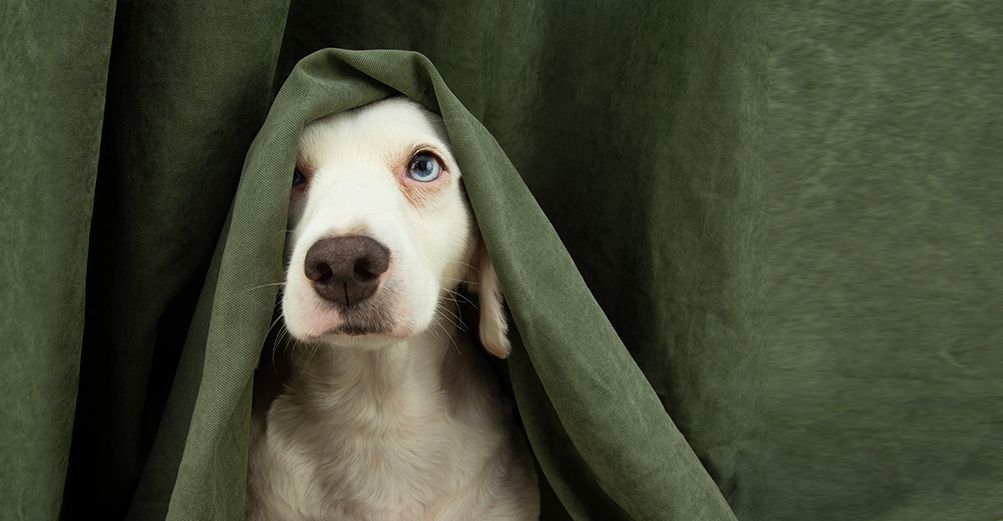 Chien qui pleure sous un rideau