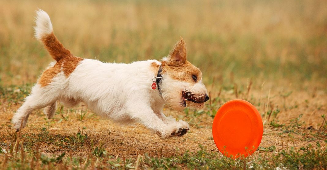 Chien jouant avec un frisbee