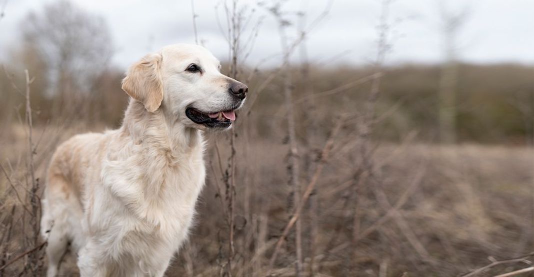 Chien en extérieur