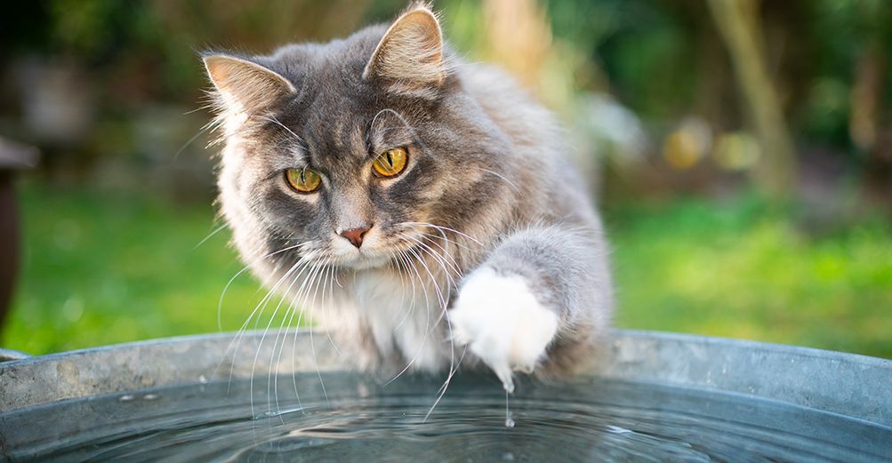 Chat à proximité d'une source d'eau