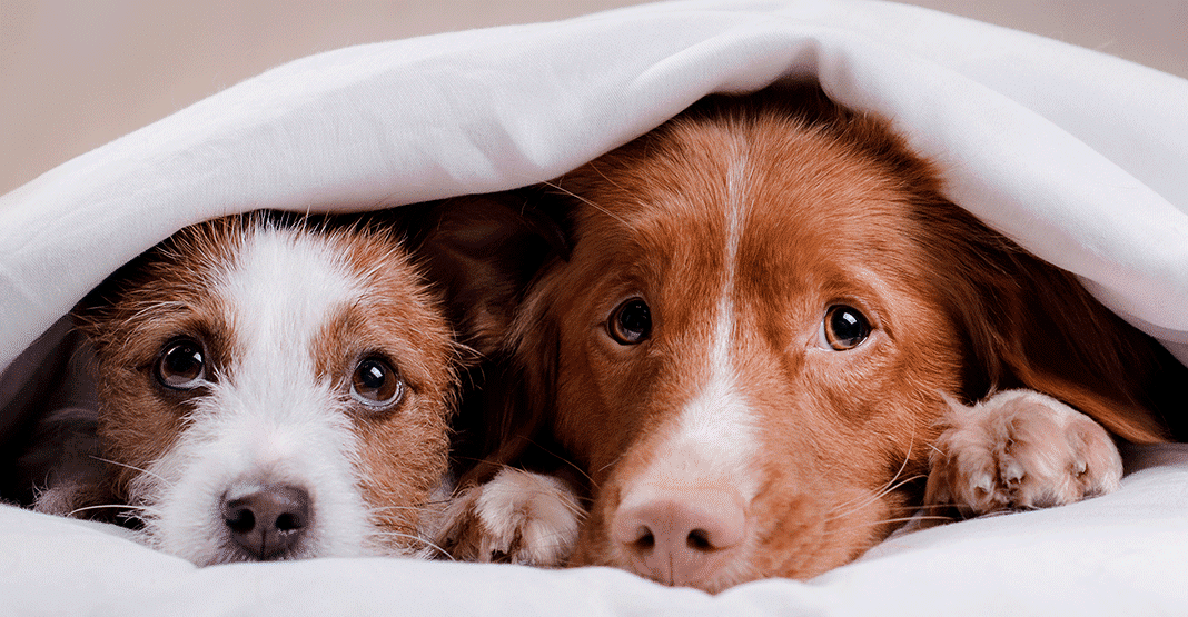 2 chiens sous une couverture