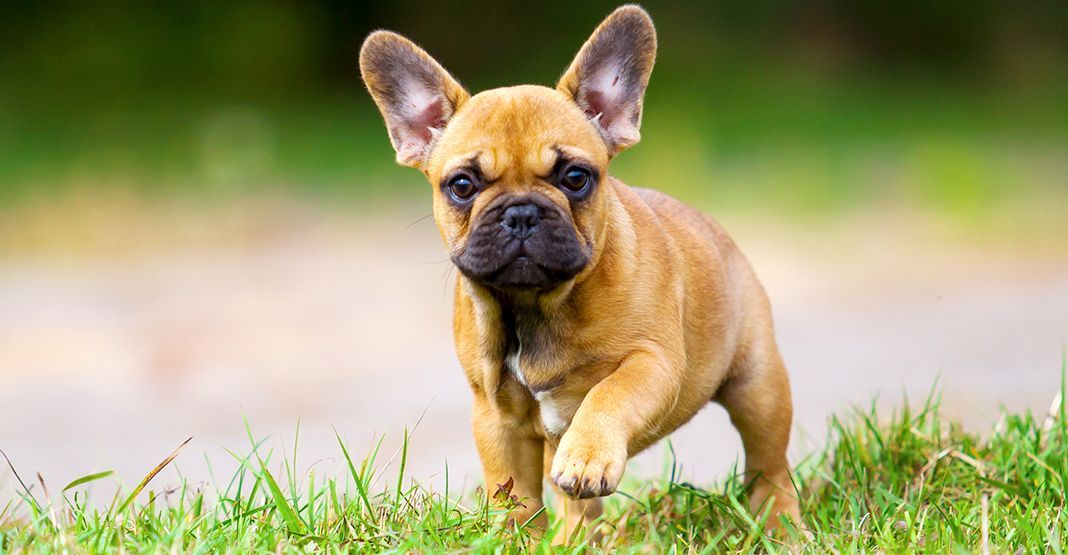 Petit chien en extérieur