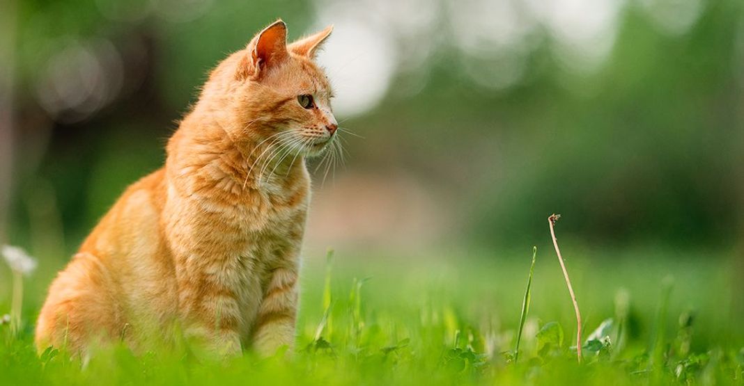 Chat assis en extérieur
