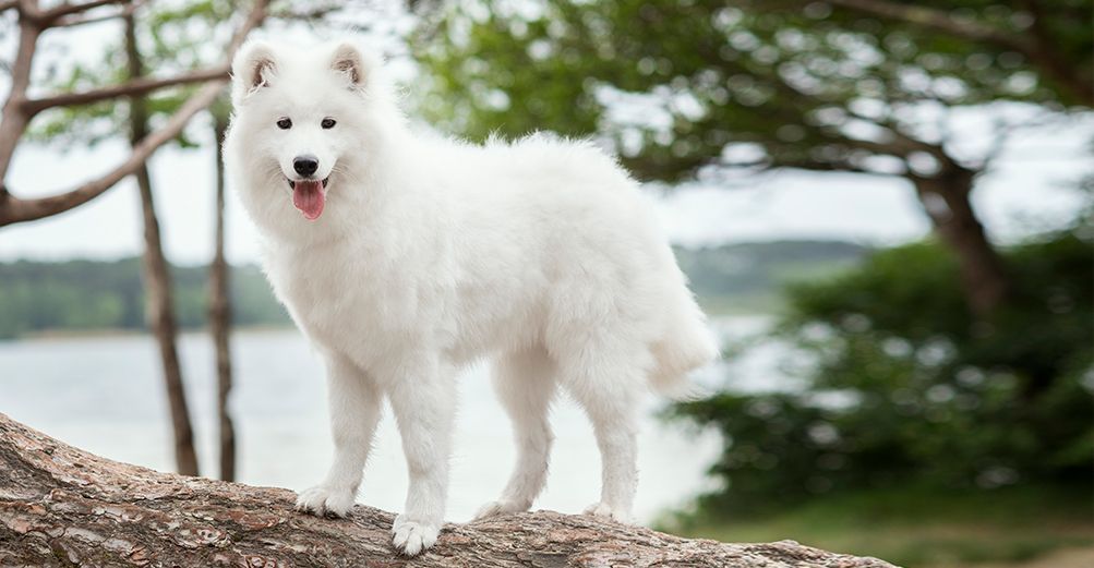 Chien blanc en extérieur