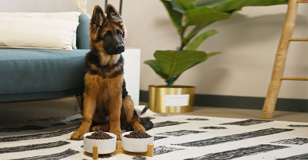 Chiot berger allemand en face de 2 gamelles de croquettes