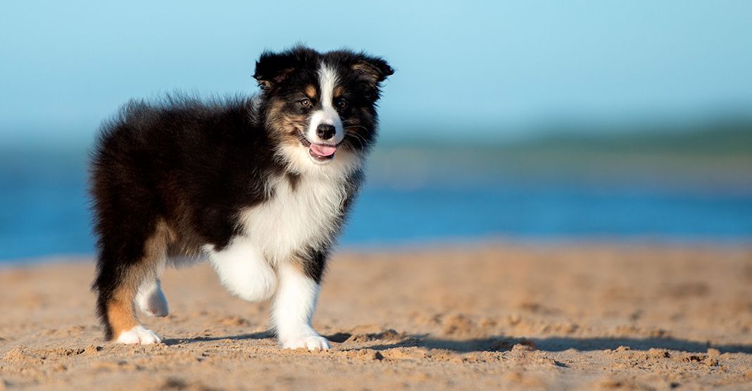 chiot sur la plage