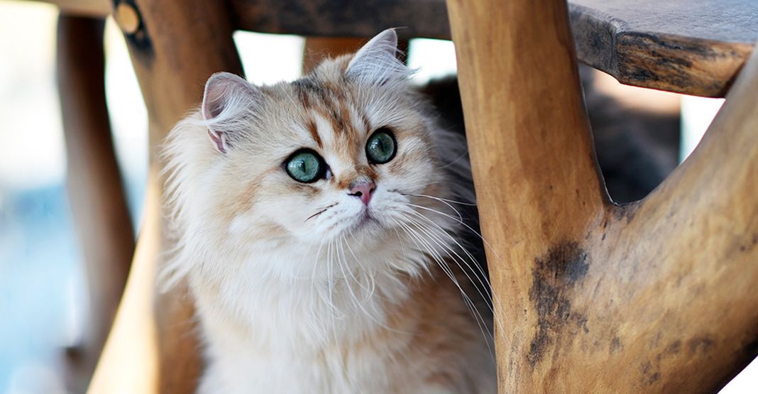 Déménagement chat