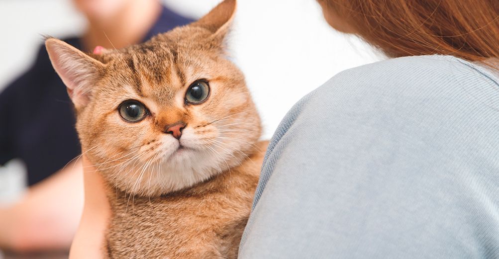 Chat chez son vétérinaire