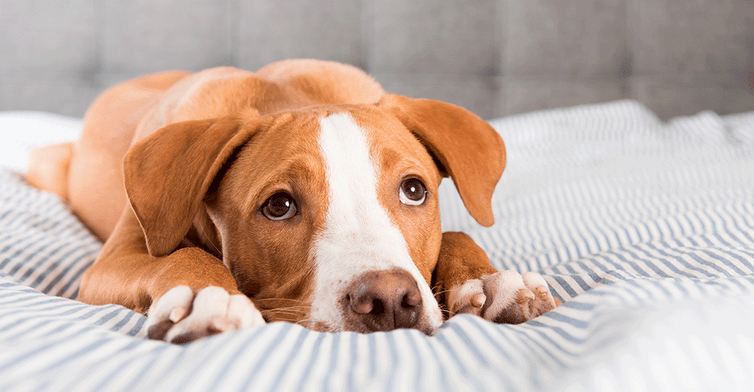 Diarrhée chez le chien
