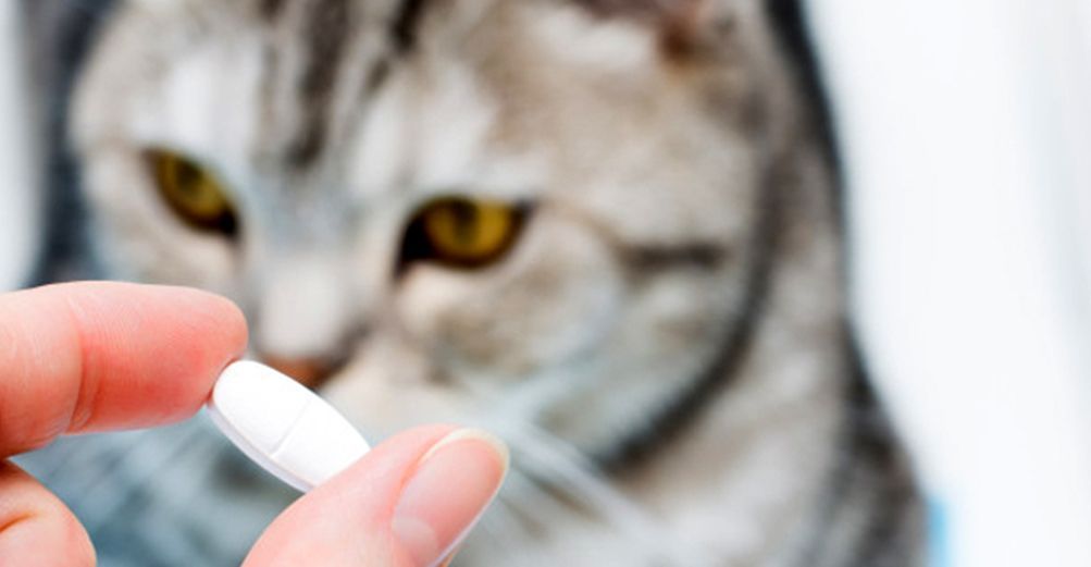 maîtresse donnant le cachet à son chat