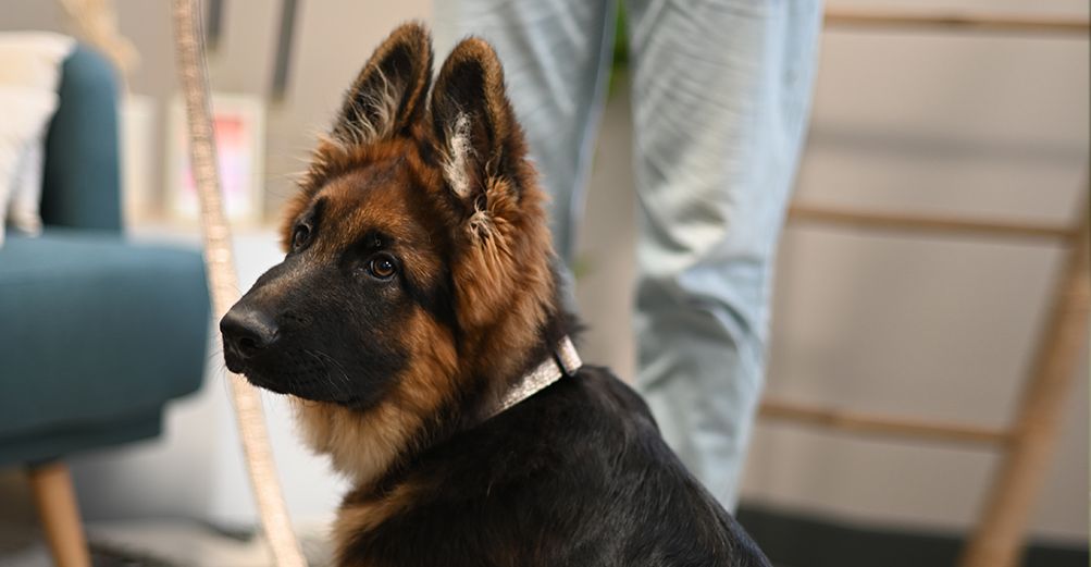 Chiot berger allemand