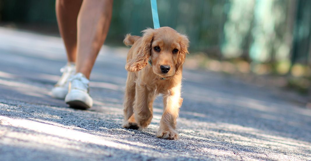 cocker anglais en promenade en laisse