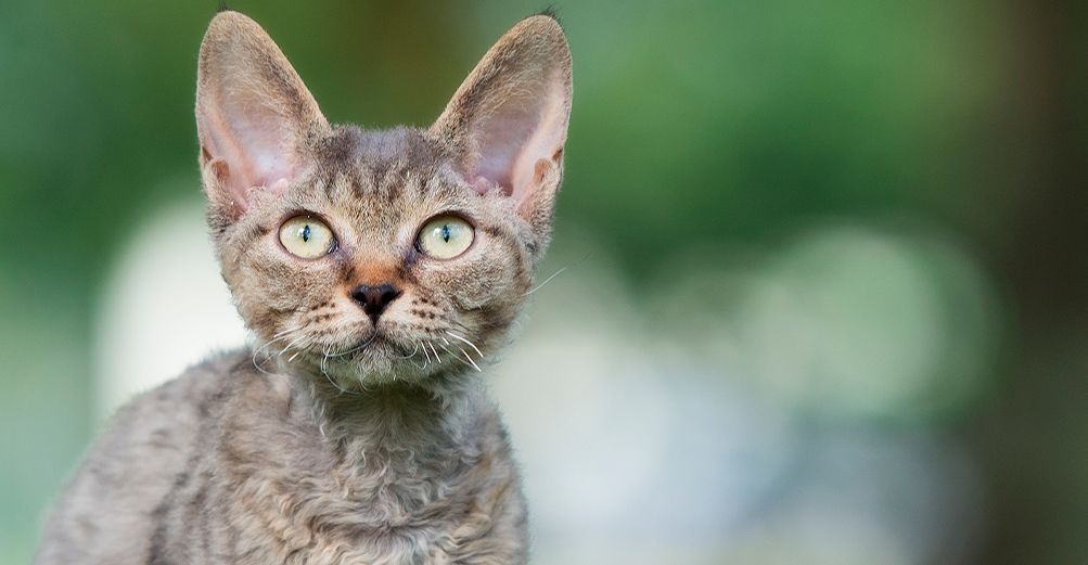 Gros plan sur un chat