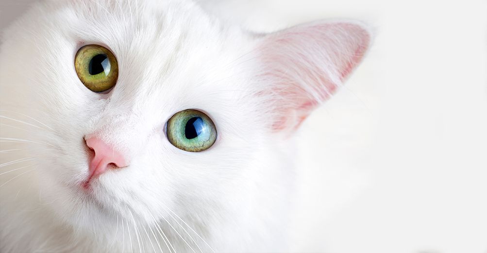 Angora turc blanc yeux vairons