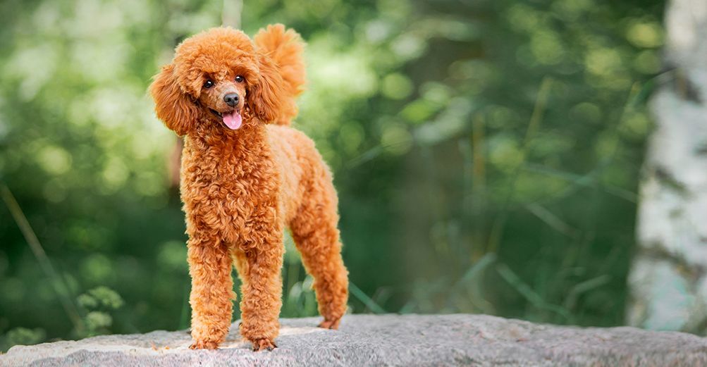 Caniche roux en extérieur