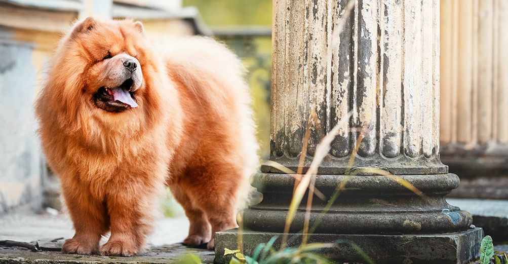 Gros plan sur un chow-chow