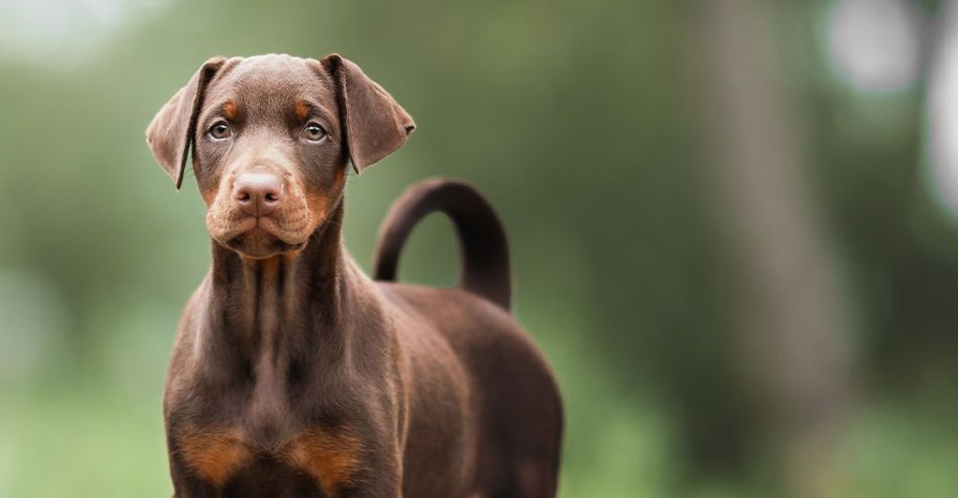 Doberman en extérieur
