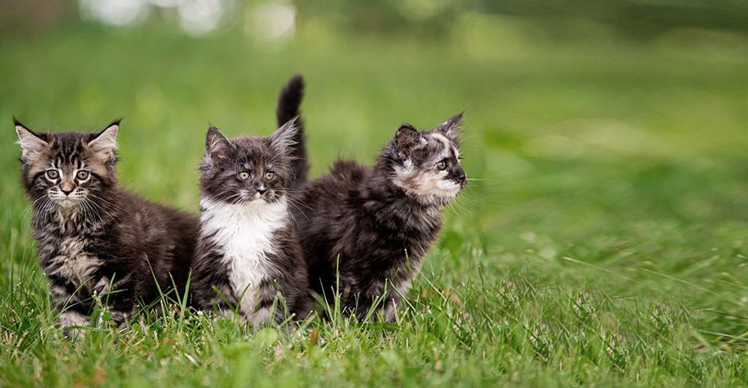 Races de petits chats