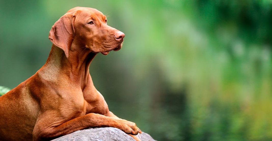 Race de chien les différentes races de chien Blog Ultra Premium Direct