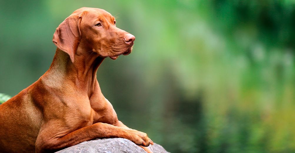 Chien roux couché en extérieur