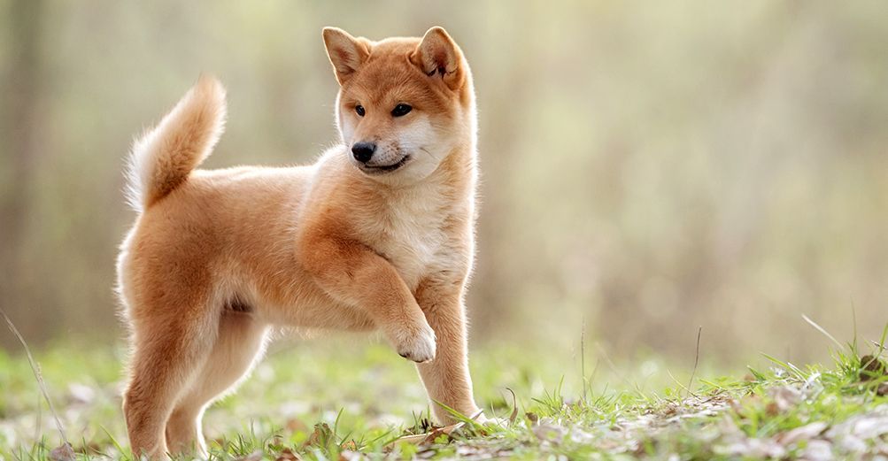 Shiba inu