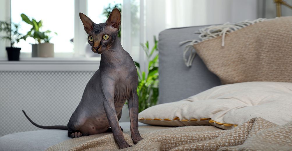 Sphynx foncé en intérieur