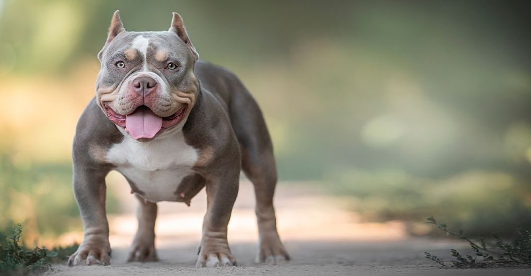American bully en plein air