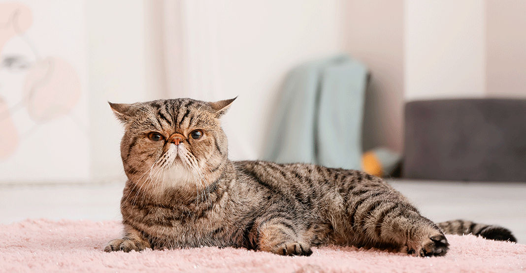 Exotic shorthair couché sur un tapis