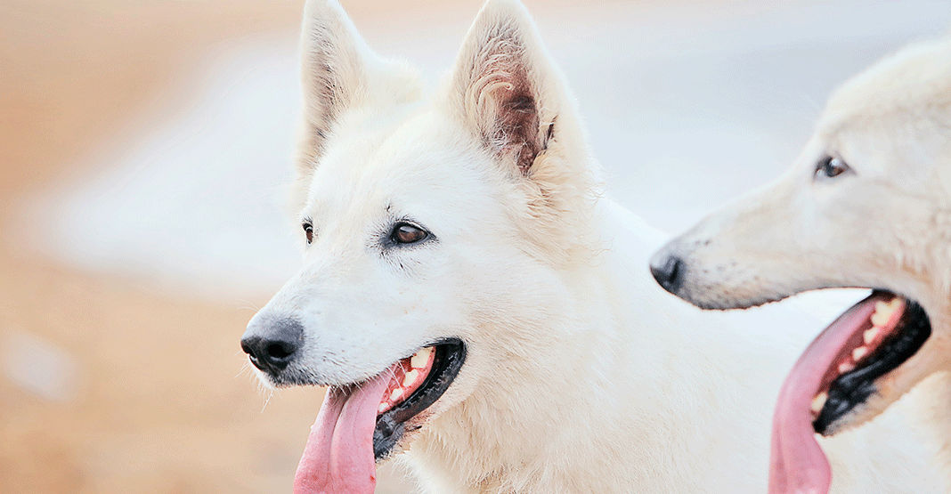 2 bergers blanc suisse la gueule ouverte