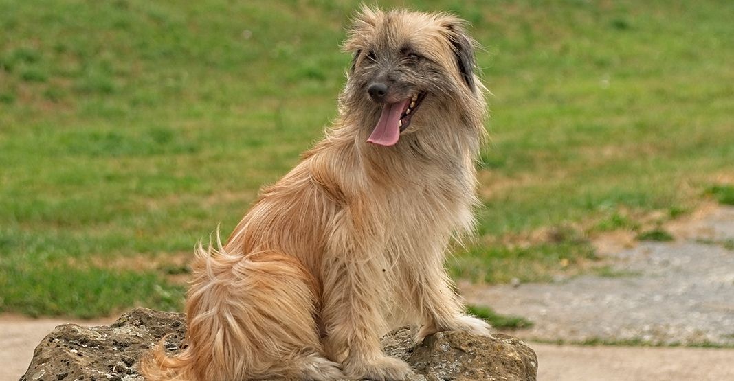Berger des Pyrénées en extérieur