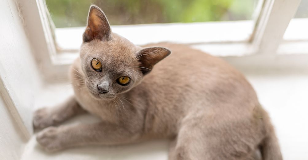 Burmese