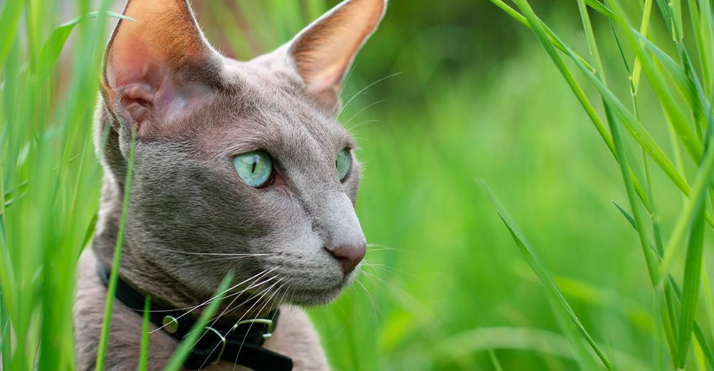 Chat oriental en extérieur