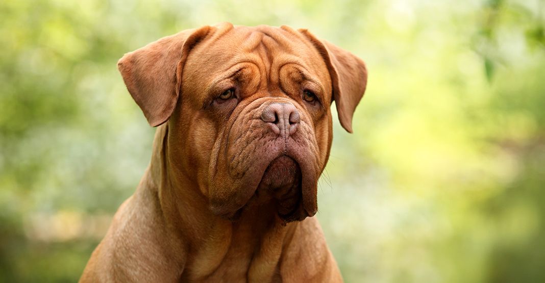 Gros plan sur un dogue de Bordeaux