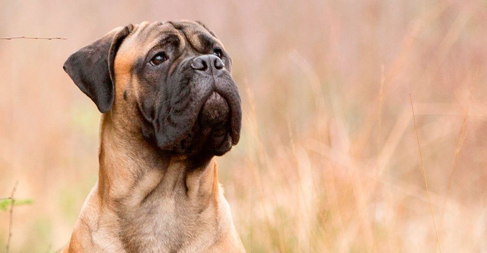 Mastiff dans la nature