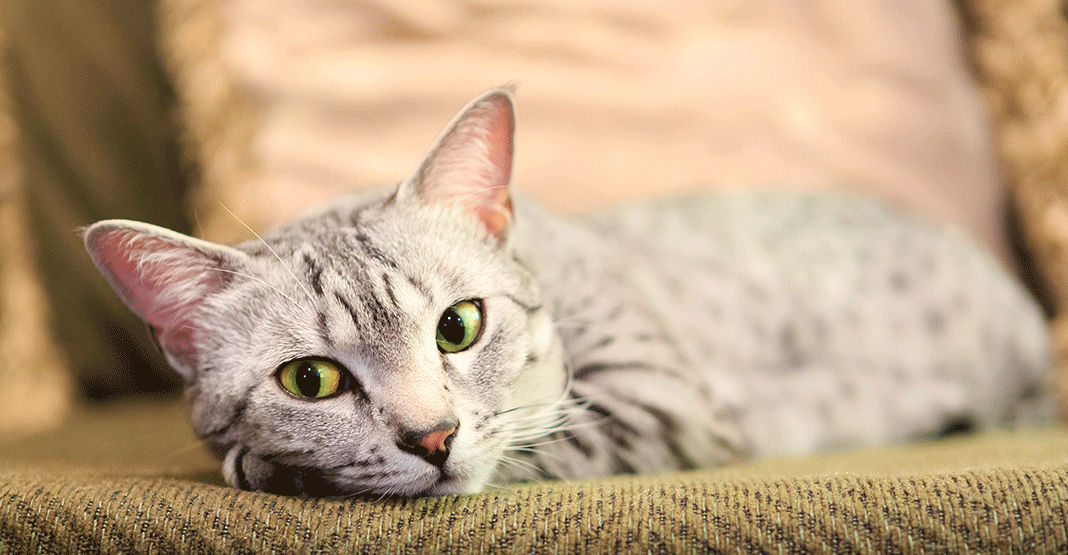 Mau égyptien couché en intérieur