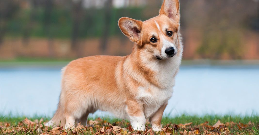 Welsh corgi pembroke en extérieur