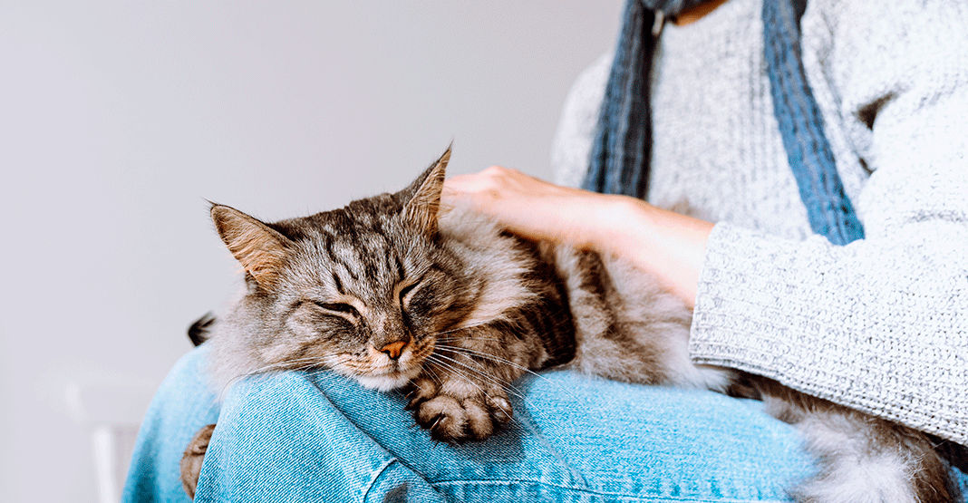 Chat sur les genoux de sa maîtresse