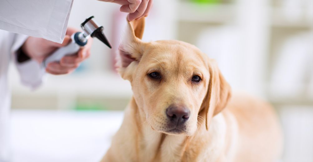 Chien chez le vétérinaire