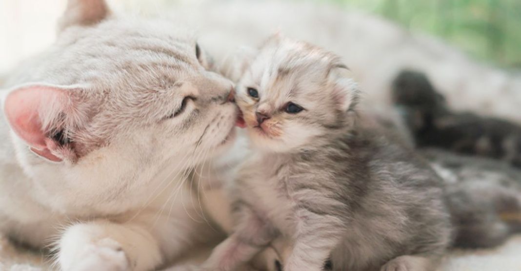 Bébé chat avec sa mère