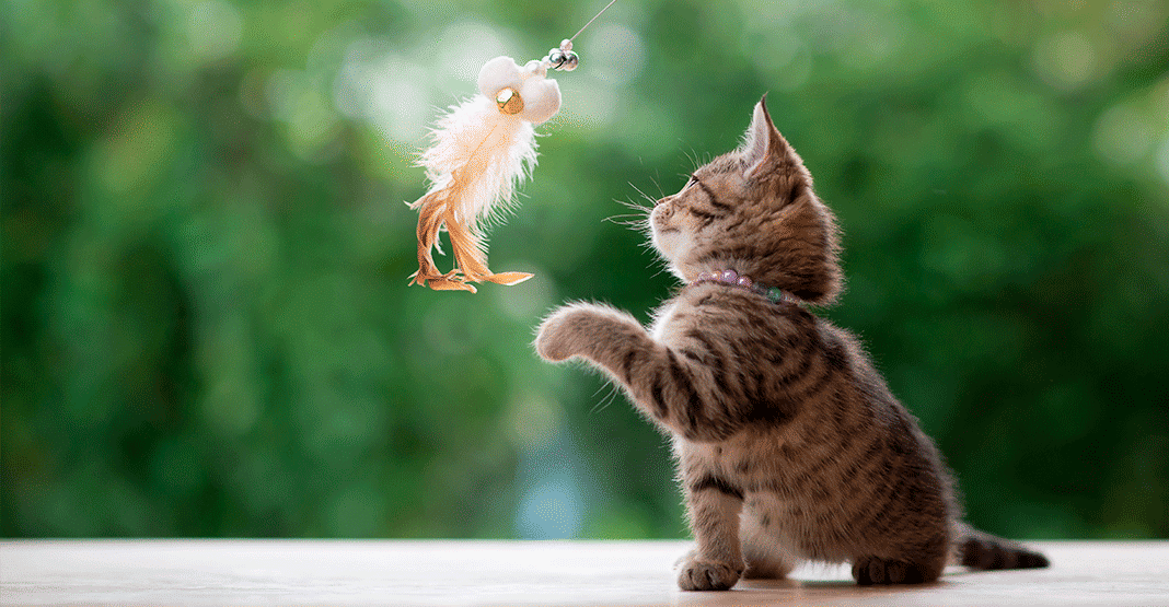 Chaton jouant avec une canne à pêche