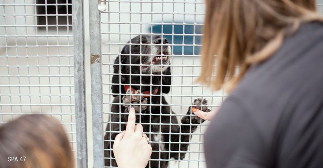 Chien dans une cage en refuge