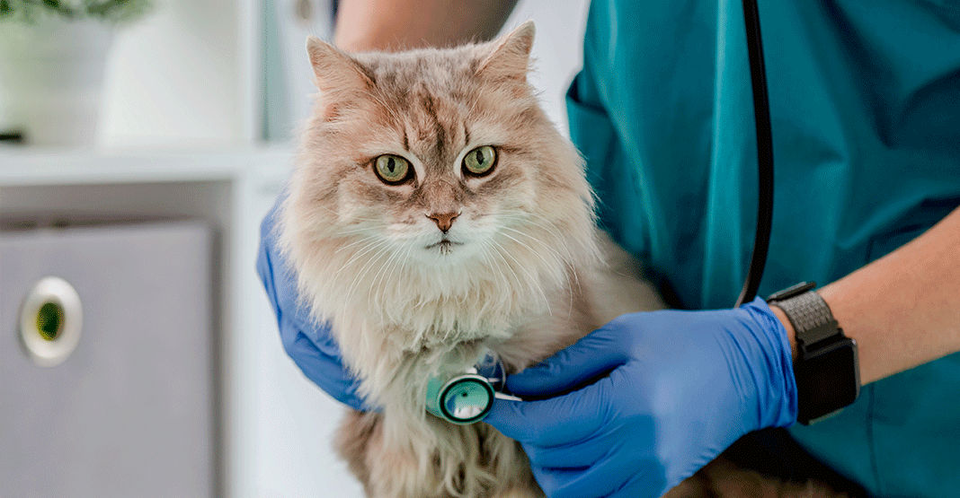 Chat malade chez le vétérinaire