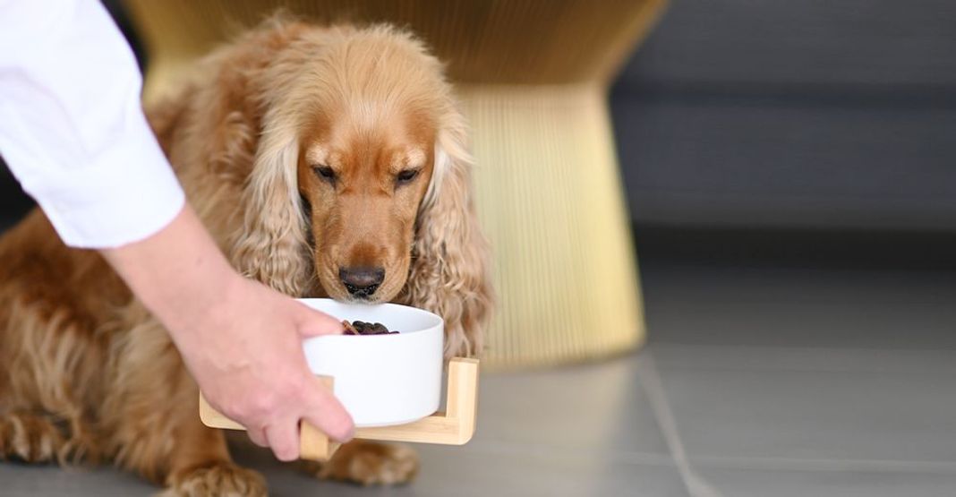 Chien mangeant ses croquettes