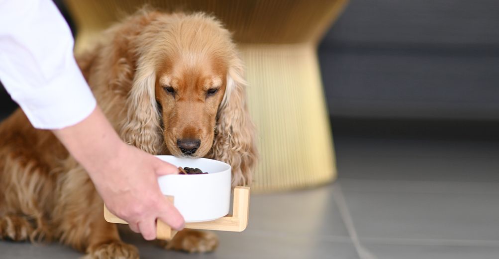Chien mangeant ses croquettes