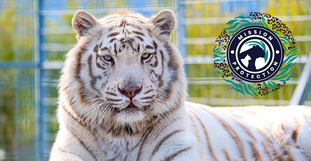 Tigres blancs mission protection 