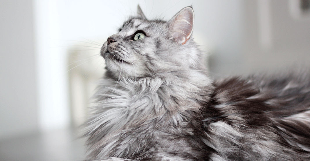 Chat qui perd ses poils