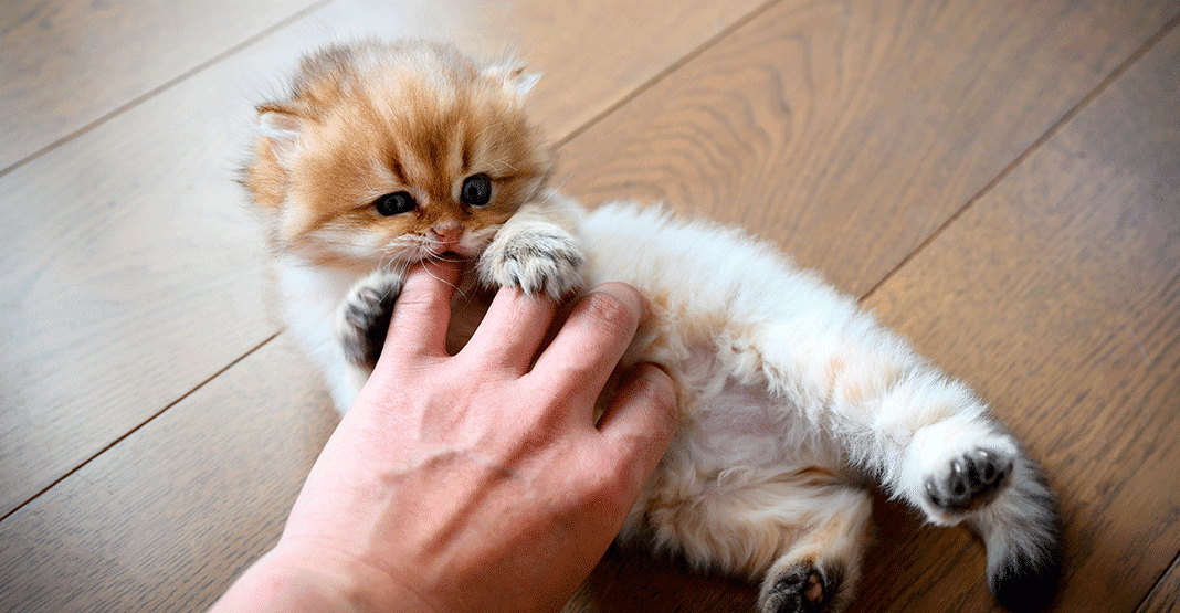 Maître caressant son chaton