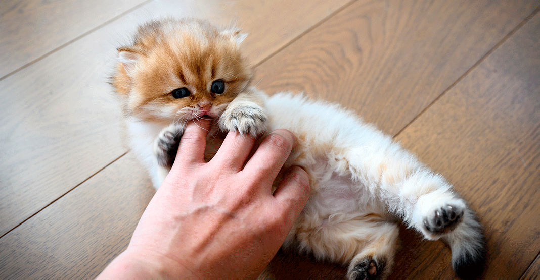 Maître caressant son chaton