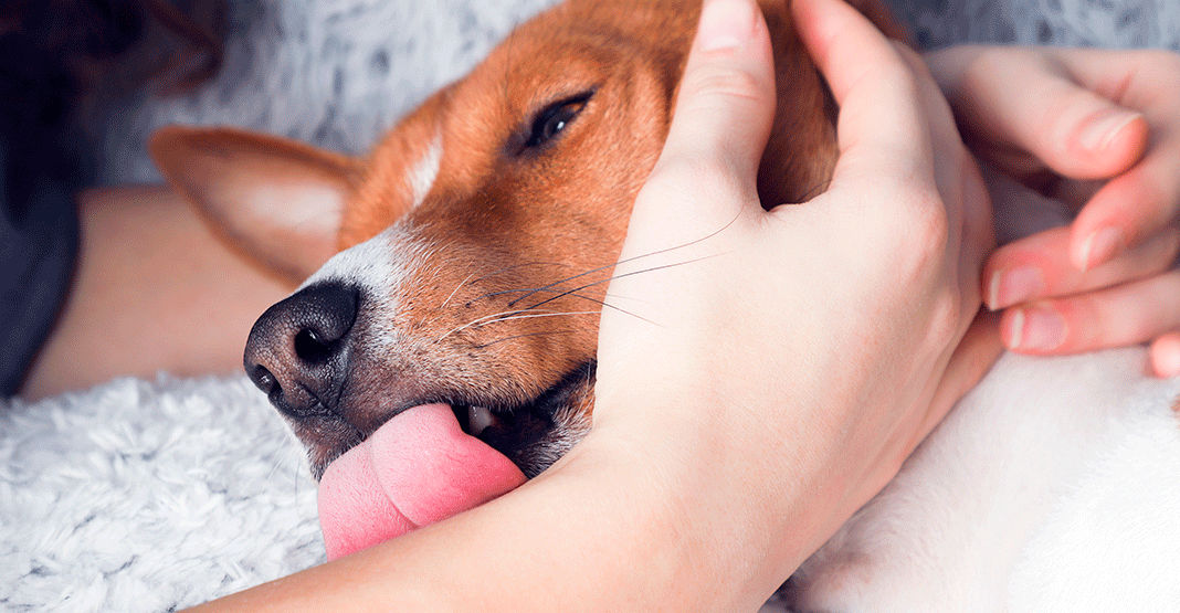 Chien léchant son maître